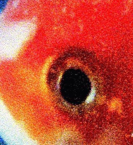 Album Of The Week: Vince Staples' Big Fish Theory