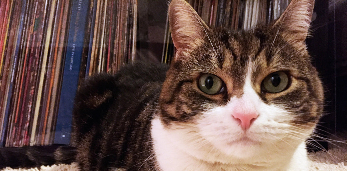 How to Pet-Proof Your Record Collection
