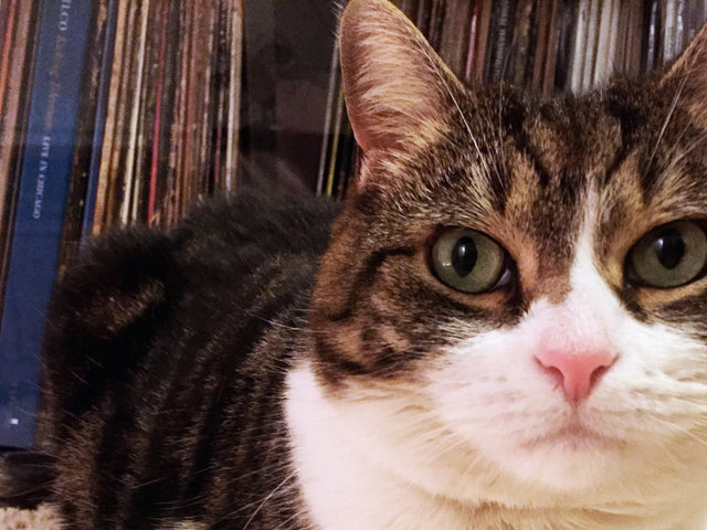How to Pet-Proof Your Record Collection